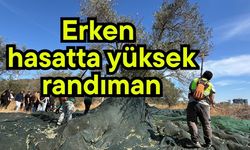 Erken hasatta yüksek randıman