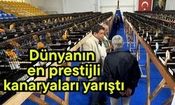 Dünyanın en prestijli kanaryaları yarıştı