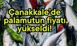 Çanakkale’de palamutun fiyatı yükseldi!