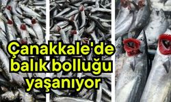 Çanakkale'de balık bolluğu yaşanıyor
