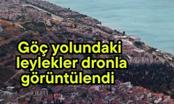 Göç yolundaki leylekler dronla görüntülendi (Video)