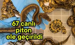 67 canlı piton ele geçirildi