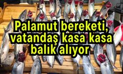 Palamut bereketi, vatandaş kasa kasa balık alıyor (Video)