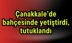 Çanakkale’de bahçesinde yetiştirdi, tutuklandı