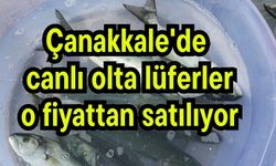 Çanakkale'de canlı olta lüferler o fiyattan satılıyor