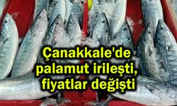 Çanakkale'de palamut irileşti, fiyatlar değişti