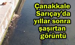 Çanakkale Sarıçay'da şaşırtan görüntü (Video)