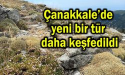 Çanakkale’de yeni bir tür daha keşfedildi