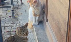 Bir kedi, fareyi diğer kediden korudu (Video)