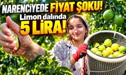 Limon ve mandalina dalında kaldı )Video)