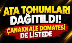 Ata Tohumları Dağıtıldı! Çanakkale Domatesi de Listede
