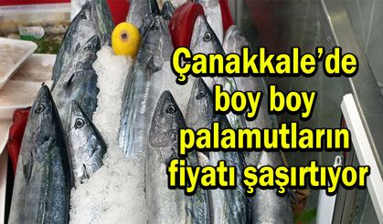 Çanakkale’de boy boy palamutların fiyatı şaşırtıyor