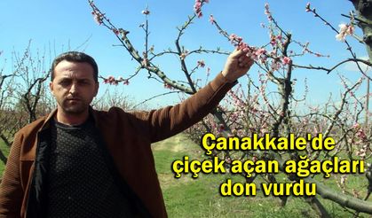Çanakkale'de çiçek açan ağaçları don vurdu (VİDEO)