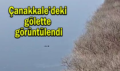 Çanakkale’deki gölette görüntülendi (Tıkla izle)