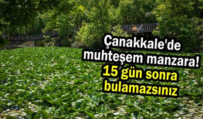 Çanakkale'de muhteşem manzara! 15 gün sonra bulamazsınız