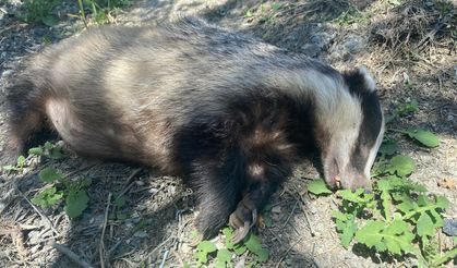 Nesli tükenme tehlikesi altında olan Avrupa porsuğu ölü bulundu