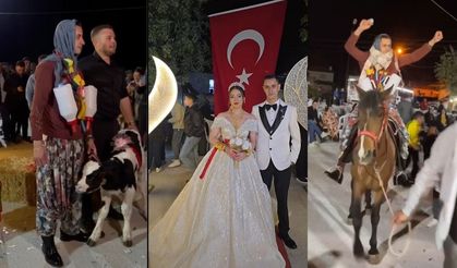 Çanakkale'de bir düğünde geline buzağı damada at hediye ettiler (Tıkla izle)