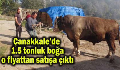 Çanakkale’de fiyatıyla ikinci el otomobille yarışıyor (Video)