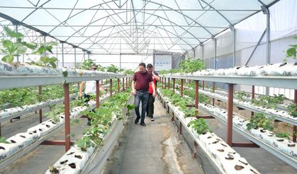 Kaymakam Kayabaşı Biga’da topraksız çilek üretimi yapan serayı ziyaret etti