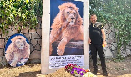 Saldırdığı çiftçiyi yaraladıktan sonra öldürülen aslanın sahibi evinin önüne temsili mezar yaptırdı