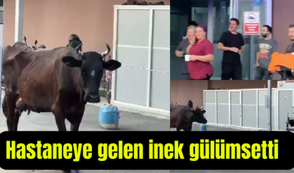Hastaneye gelen inek gülümsetti (Video)