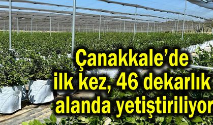Çanakkale’de ilk kez, 46 dekarlık alanda yetiştiriliyor