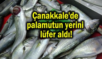 Çanakkale'de palamutun yerini lüfer aldı! (Video)