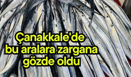 Çanakkale'de bu aralara zargana gözde oldu