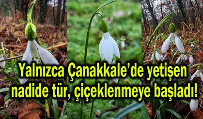 Çanakkale’deki nadide tür, çiçeklenmeye başladı!