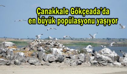 Çanakkale Gökçeada’da en büyük popülasyonu yaşıyor (Video)