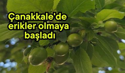 Çanakkale'de erikler olmaya başladı