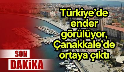 Türkiye’de ender görülüyor, Çanakkale’de ortaya çıktı