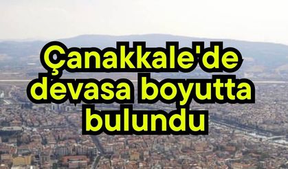 Çanakkale'de devasa boyutta bulundu