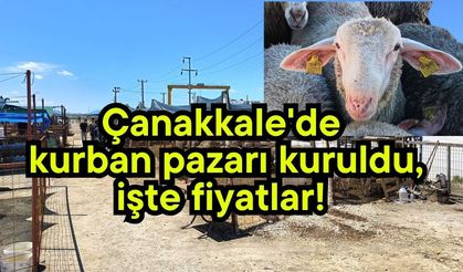 Çanakkale'de kurban pazarı kuruldu, işte fiyatlar!