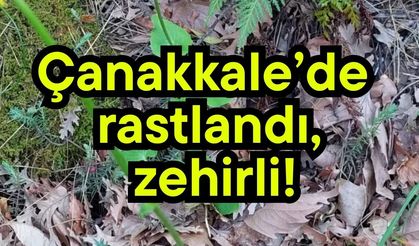 Çanakkale’de rastlandı, zehirli!