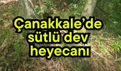 Çanakkale’de sütlü dev heyecanı