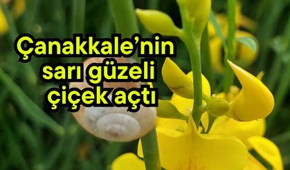 Çanakkale’nin sarı güzeli çiçek açtı
