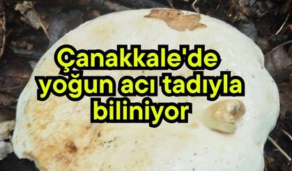 Çanakkale’de yoğun acı tadıyla biliniyor