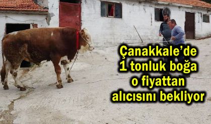 Çanakkale’de 1 tonluk boğa alıcısını bekliyor (Video)