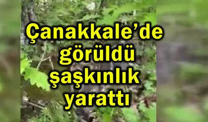 Çanakkale’de görüldü şaşkınlık yarattı (Video)