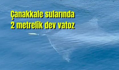Çanakkale sularında 2 metrelik dev vatoz! (Video)