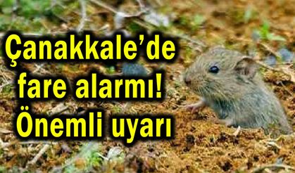 Çanakkale’de fare alarmı! Önemli uyarı