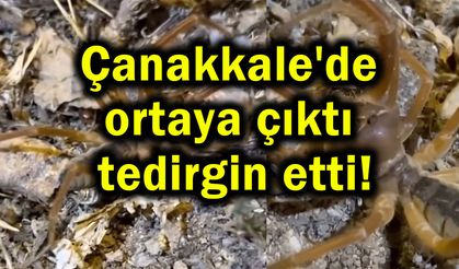 Çanakkale'de ortaya çıktı tedirgin etti!