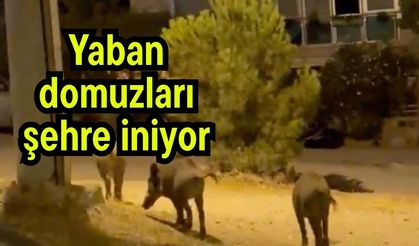 Yaban domuzları şehre iniyor (Video)