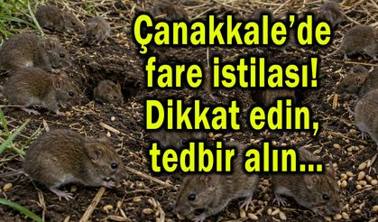 Çanakkale’de fare istilası! Dikkat edin, tedbir alın