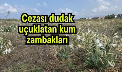 Cezası dudak uçuklatan kum zambakları (Video)