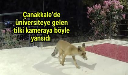 Çanakkale'de üniversiteye gelen tilki kameraya böyle yansıdı (Video)