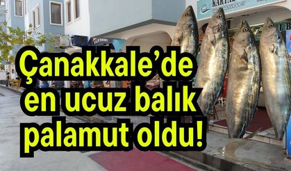 Çanakkale’de en ucuz balık palamut oldu!