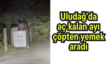 Uludağ'da aç kalan ayı çöpten yemek aradı (Video)