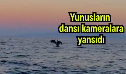Yunusların dansı kameralara yansıdı (Video)